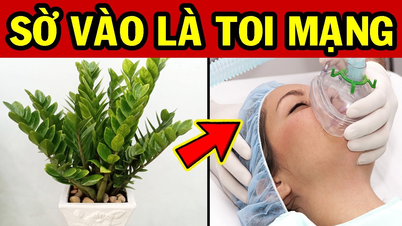 10 Cây Cảnh CỰC ĐỘC - Cấm Trồng Trong Nhà KẺO CẢ GIA ĐÌNH GẶP ĐẠI NẠN