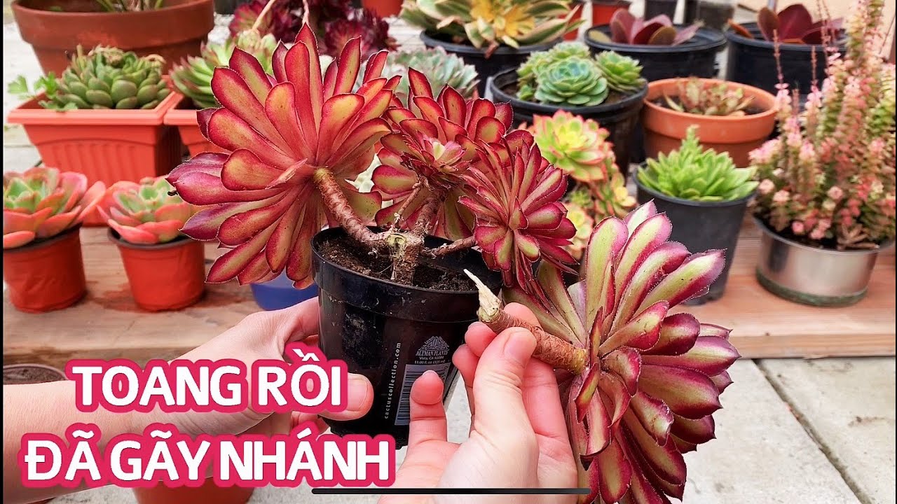 #125 Ở nhà vì Cô Vy | Chăm sóc sen đá lại làm gãy cành | What to do with a broken succulent