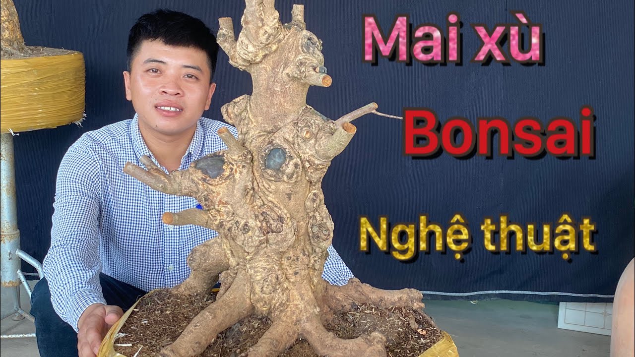 12/5/2020 3cây mai xù bonsai đẹp /lh 0972666608 nghĩa(đã giao lưu)