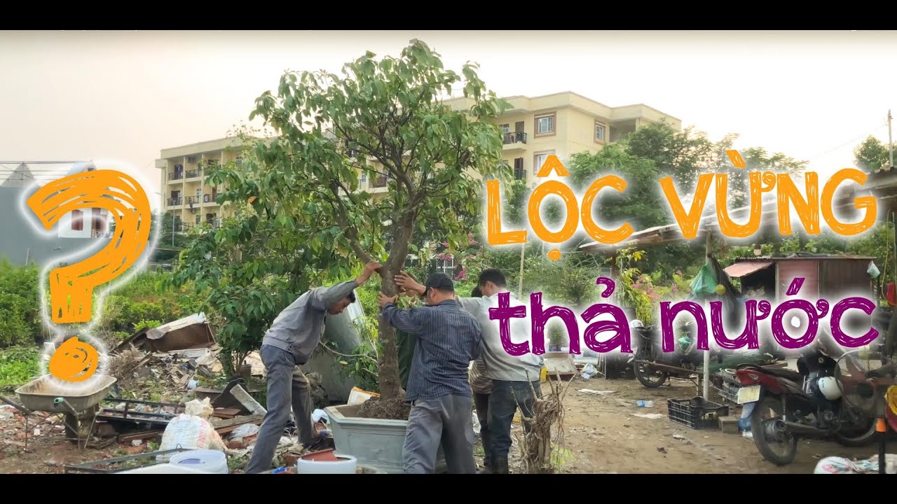 138. Trồng cây lộc vừng thả nước - Cây cảnh Chợ Hàng