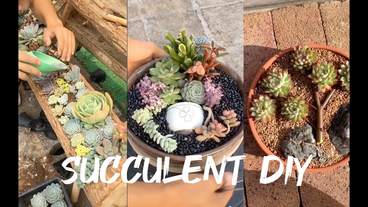 14 Succulent DIY ideas| 14 Ý tưởng trang trí sen đá tuyệt đẹp | 多肉植物| 다육이들 | Suculentas