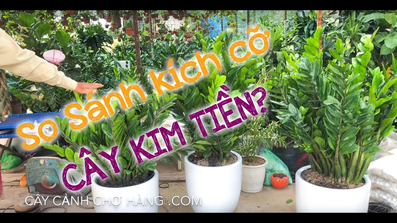 151.So sánh cây Kim tiền size chậu 43cm giá 800k và 1400k - Cây cảnh Chợ Hàng