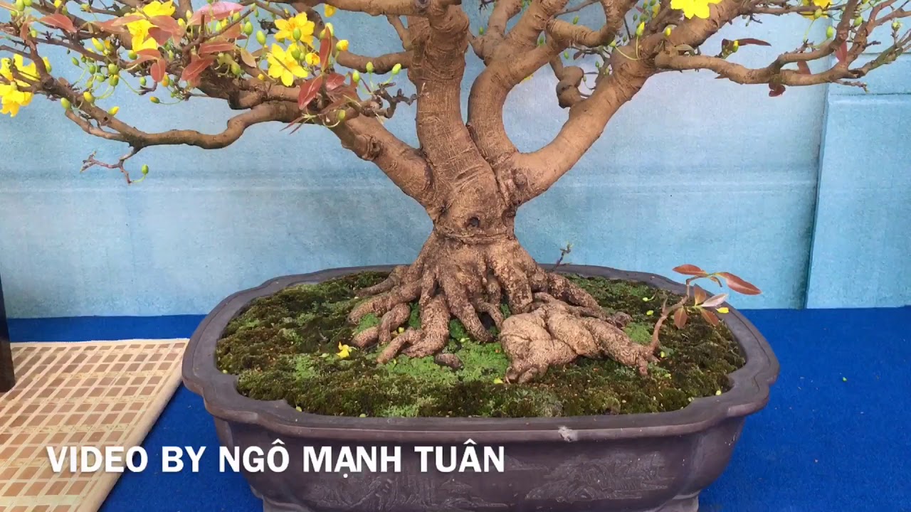 Cây cảnh nghệ thuật - bonsai viet nam 2019 ( p4 )