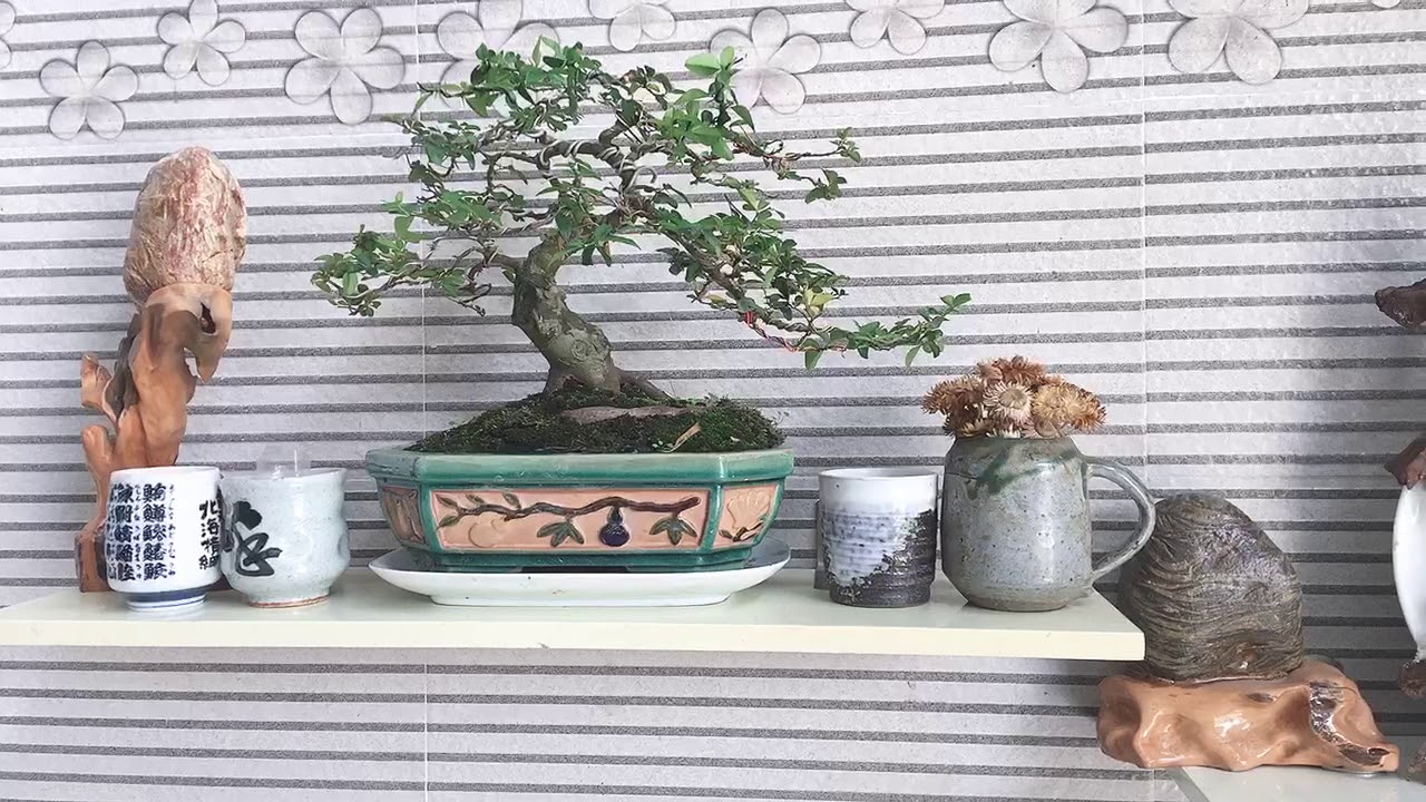 Nghệ thuật bonsai