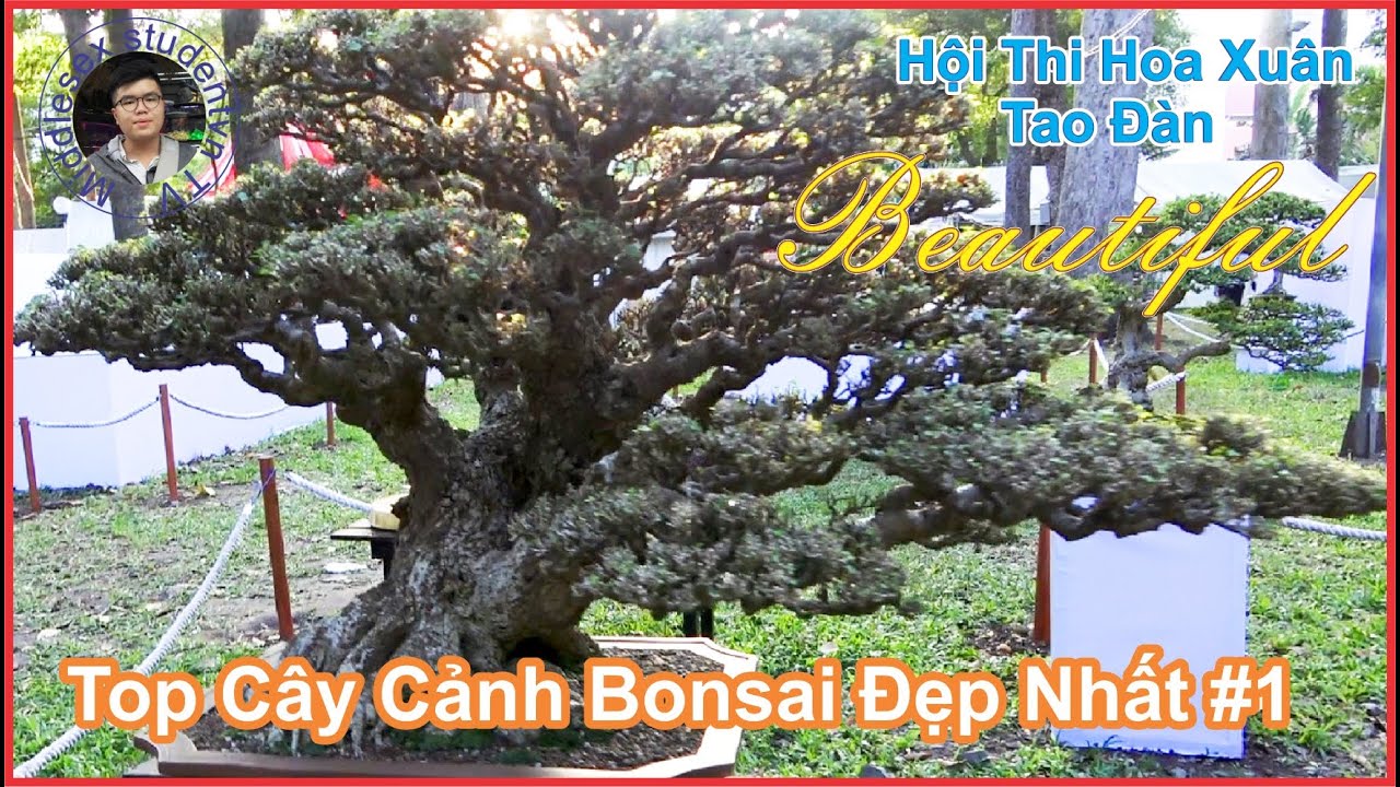 Top Cây Cảnh Bonsai Đẹp Nhất | Những Tác Phẩm Nghệ thuật | Top Most Beautiful Bonsai Plants #1