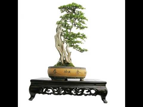 Nghệ thuật bonsai
