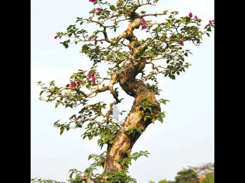 Nghệ thuật bonsai.