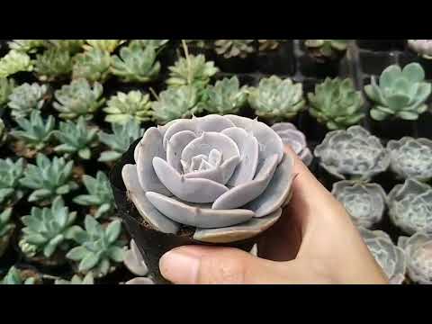 Vuki Garden | Các loại sen đá | Sen đá bầu kim (Types of Succulent - Echeveria Dusty Rose’s)