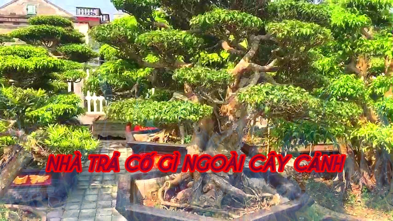 NV TRƯỜNG HUY /// Chuyên : Cây Cảnh Bonsai, cây nghệ thuật, cây công trình /// Tập 2