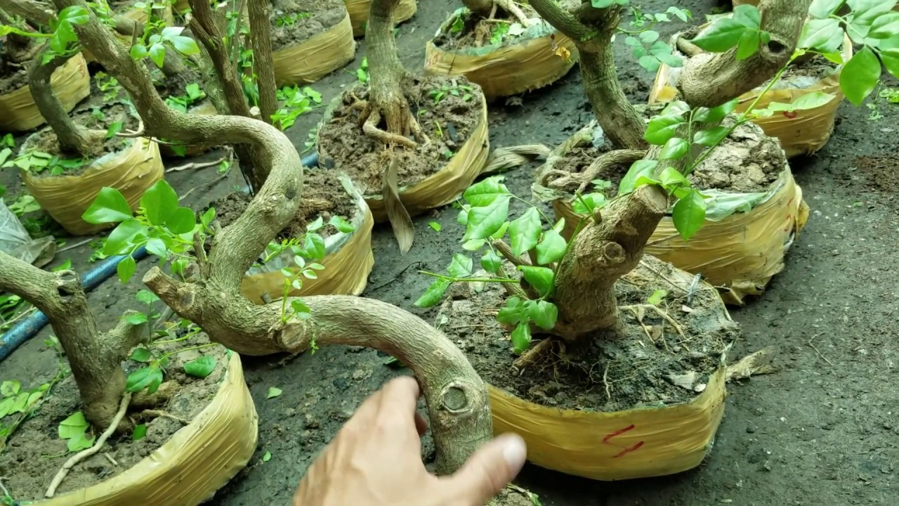 171 PHÔI NGUYỆT QUẾ NGHỆ THUẬT CHUYÊN DÀNH LÀM BONSAI ĐẸP || 0933.368.532 || bao shipcod toàn quốc.