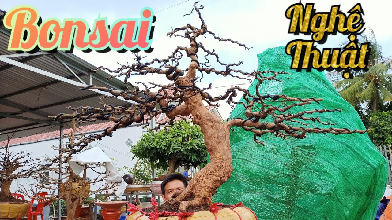 17/5/2020 giao lưu mai vàng xù 100.chuẩn bonsai nghệ thuật/0918213039 trung- 0972666608 nghĩa