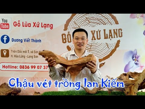 18/5 GỖ LŨA XỨ LẠNG GHÉP LAN NGHỆ THUẬT 0976233488 || PHONG LAN RỪNG