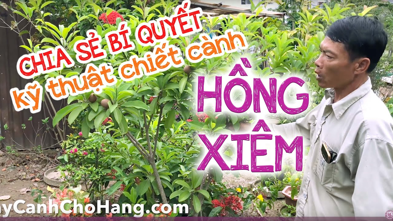 193. Kỹ thuật trồng hồng xiêm chiết cành tại vườn - Cây cảnh Chợ Hàng