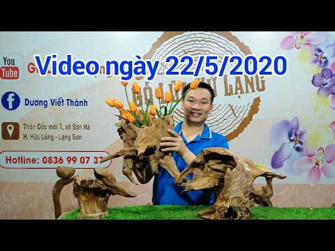 22/5 GỖ LŨA XỨ LẠNG GHÉP LAN NGHỆ THUẬT 0976233488 || PHONG LAN RỪNG