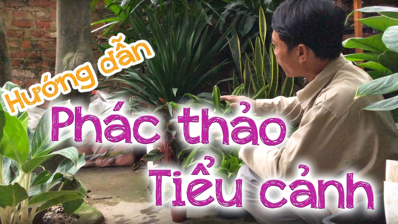 239. Cách bố trí phác thảo tiểu cảnh - CÂY CẢNH CHỢ HÀNG