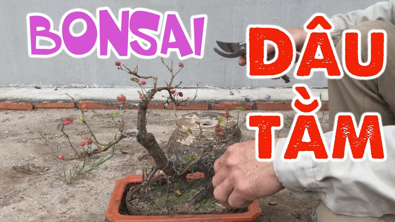 [286]. Lên chậu bonsai cây Dâu Tằm đã ra nhiều quả - CÂY CẢNH CHỢ HÀNG