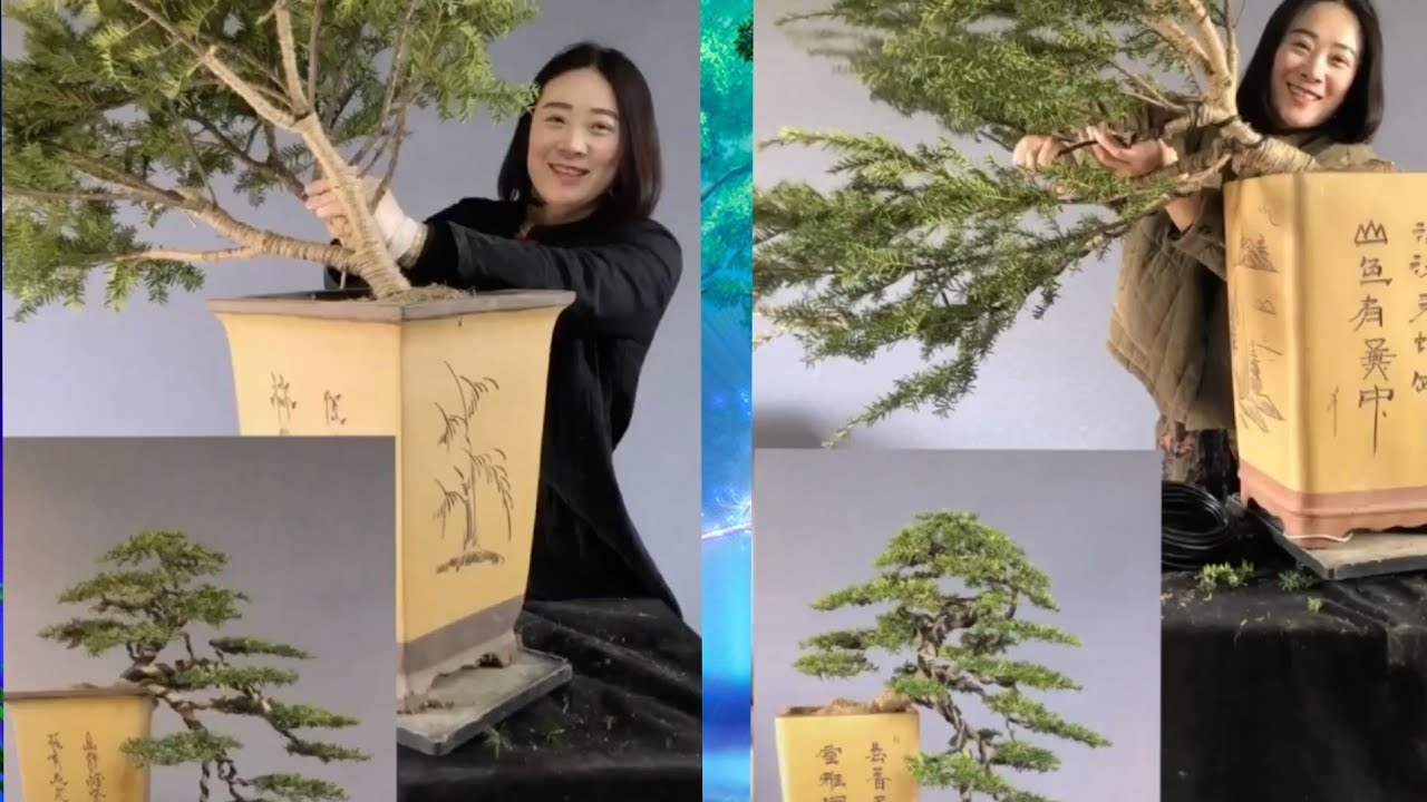 #3: Nghệ thuật bon sai | Art bon wrong bonsai