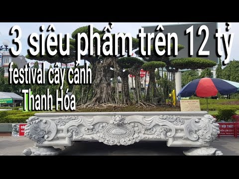 3 tác phẩm trên 12 tỷ tại triển lãm festival cây cảnh thanh hóa