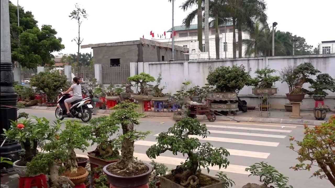 300 nghìn là có cây đẹp, loạt cây cảnh giá rẻ - bonsai trees the same price