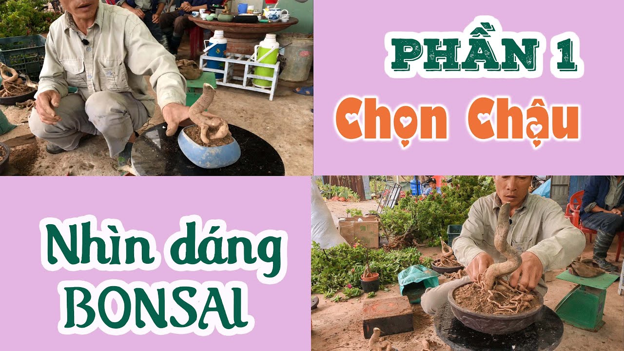 [322]. Lên Chậu Phôi Giấy Mỹ Bonsai (Phần 1) - CÂY CẢNH CHỢ HÀNG | Cây Cảnh Hải Phòng