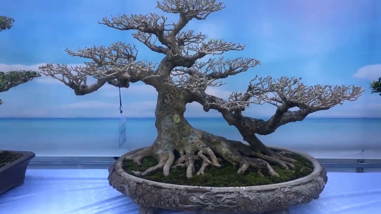 36 Kế cầu người, Nhận  biết người tài kết bạn và Bonsai Nghệ Thuật Việt