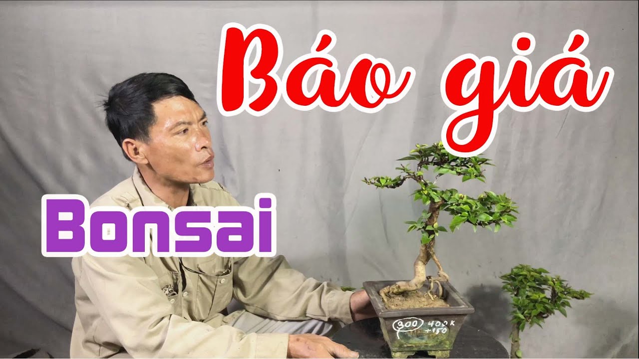 379. Báo Giá 10 Tác Phẩm Bonsai Đẹp | CÂY CẢNH CHỢ HÀNG Hải Phòng