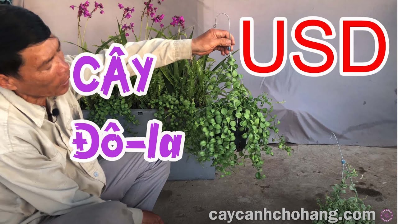 401. Cây Đô La - USD | CÂY CẢNH CHỢ HÀNG Hải Phòng