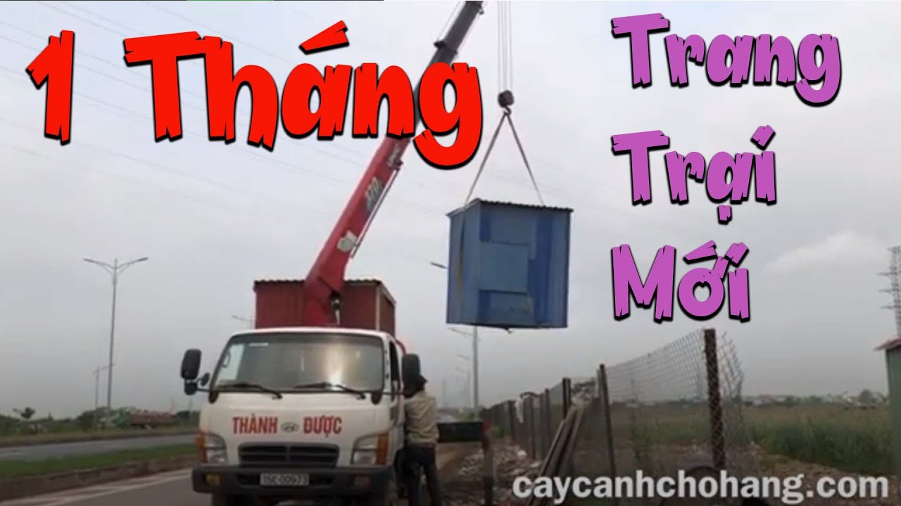 403. Một Tháng ra Trang Trại Mới | Cẩu Chòi | CÂY CẢNH CHỢ HÀNG Hải Phòng