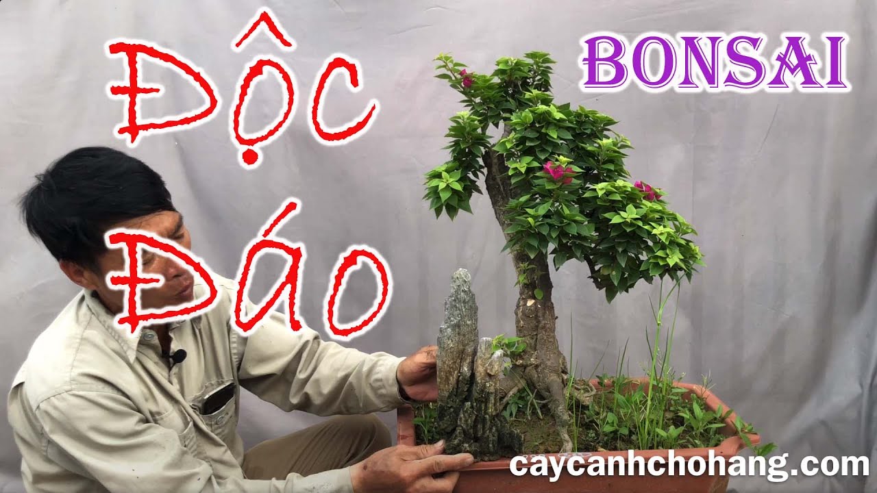 416. Một Số Tác Phẩm Bonsai Giấy Mỹ Độc Đáo |0981.0981.28| CÂY CẢNH CHỢ HÀNG Hải Phòng