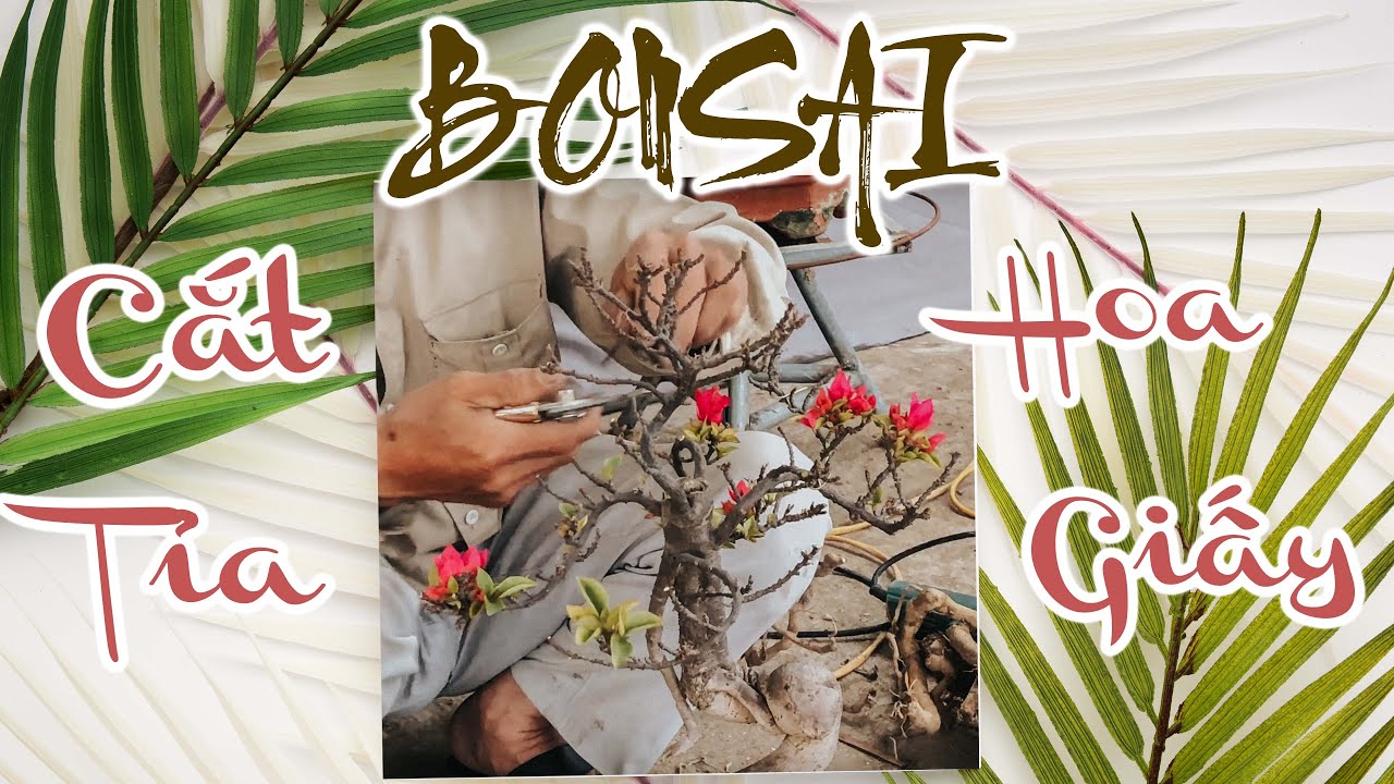 418. Cắt Tỉa Bonsai Hoa Giấy Mỹ | CÂY CẢNH CHỢ HÀNG | Hải Phòng