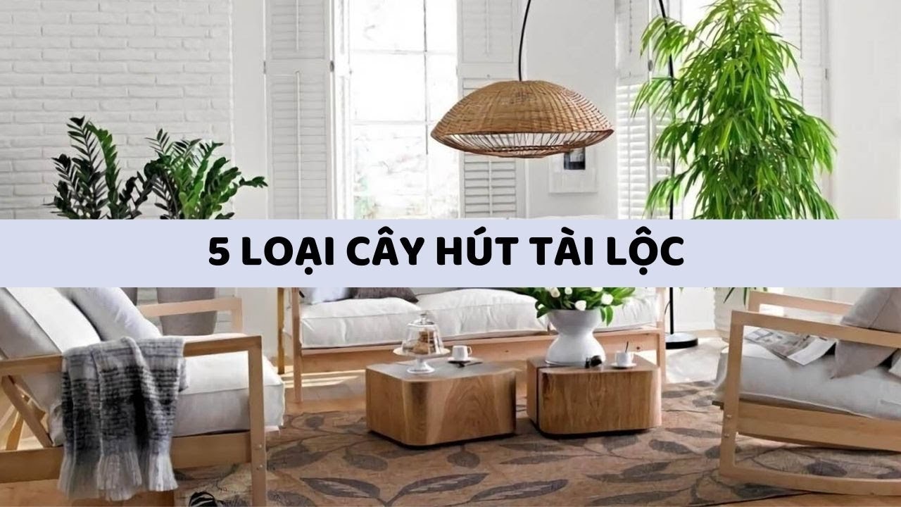 5 loại cây vừa hút tài lộc vừa dễ chăm cho nhà ở