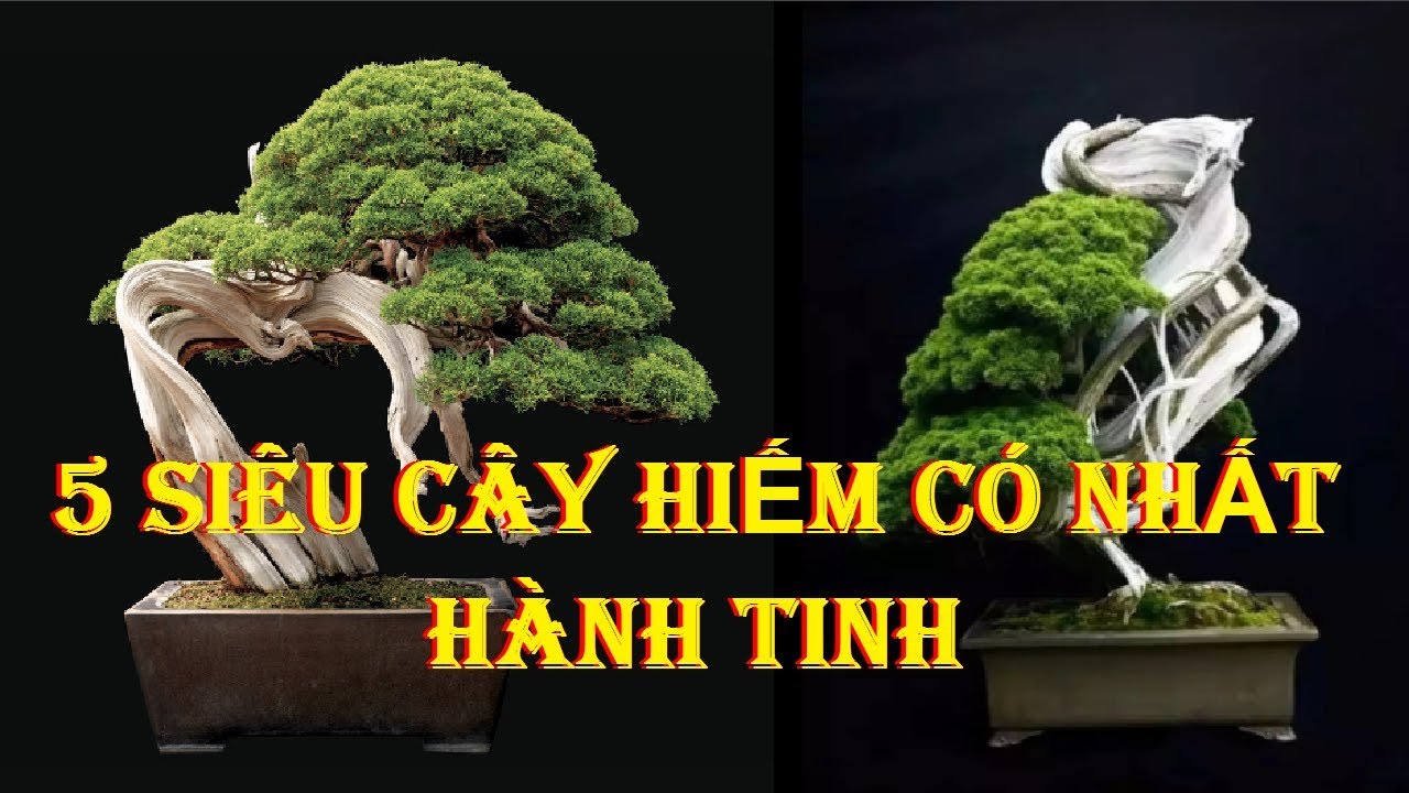 5 "siêu cây cảnh" hiếm có nhất hành tinh, tuổi đời hàng nghìn năm