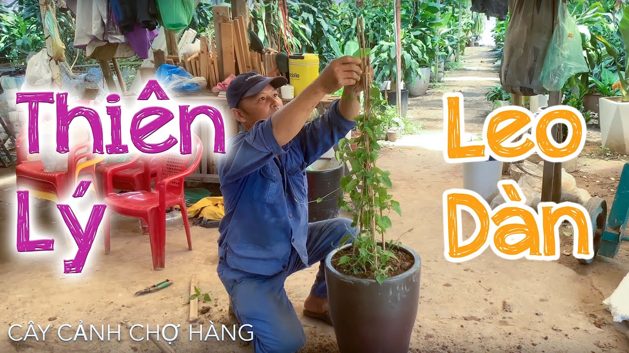 53. Cây hoa Thiên lý leo giàn trồng chậu (Phần 1) - Cây cảnh Chợ Hàng