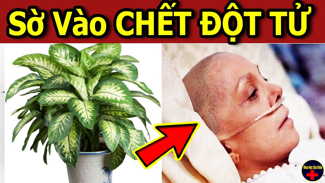 7 Loại Cây Cảnh ĐỘC Hơn Thuốc Chuột, Cấm Trồng Trong Nhà Kẻo Toi Mạng