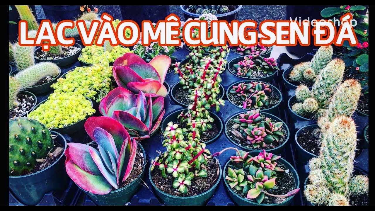 #77 LẠC VÀO MÊ CUNG SEN ĐÁ CỦA MITZI’S | Succulents and Cacti | Cuộc sống Mỹ