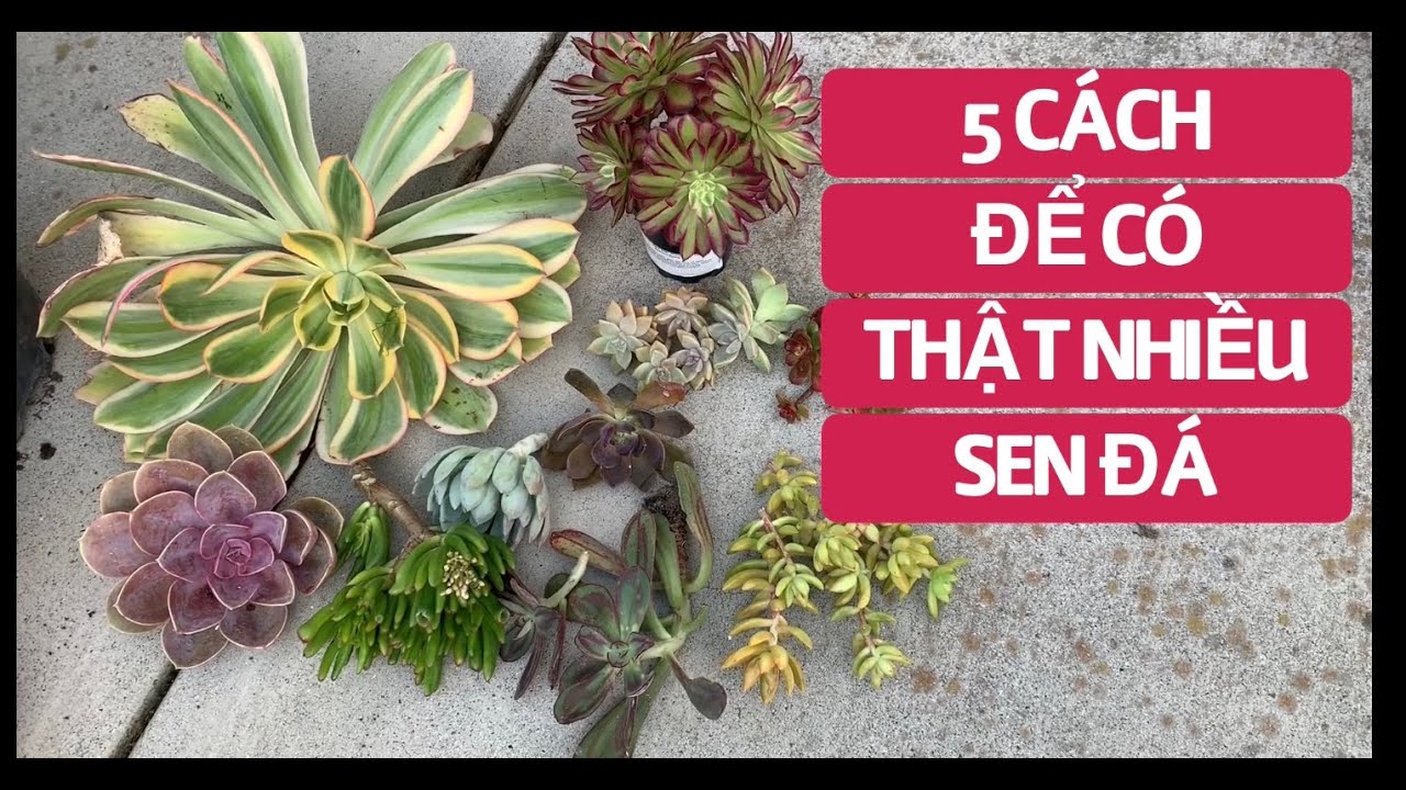 #79 5 Cách để có thật nhiều SEN ĐÁ | Easy way to get more succulents
