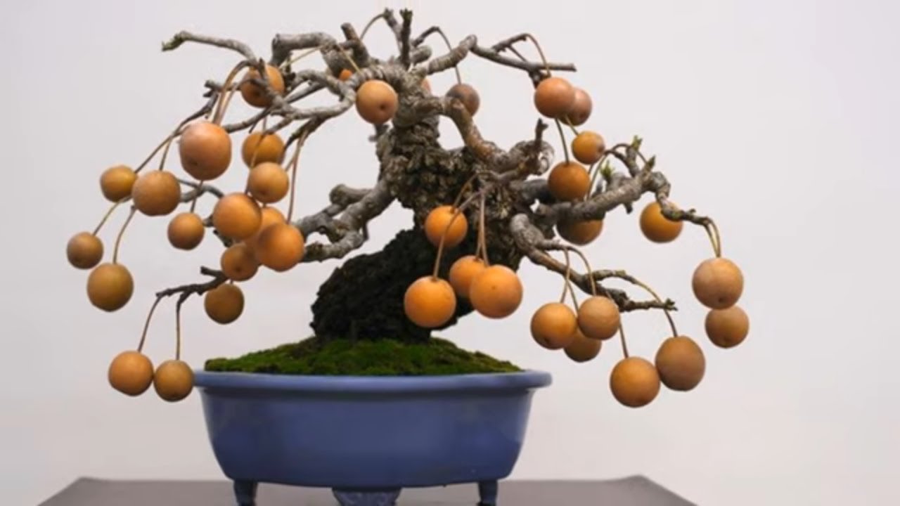 ARTISTIC BONSAI TREES part 2 - NHỮNG CÂY BONSAI NGHỆ THUẬT