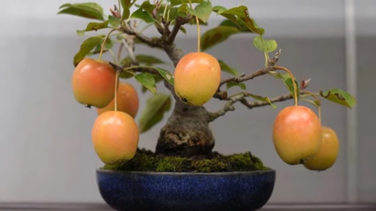 ARTISTIC BONSAI TREES part 3 - NHỮNG CÂY BONSAI NGHỆ THUẬT