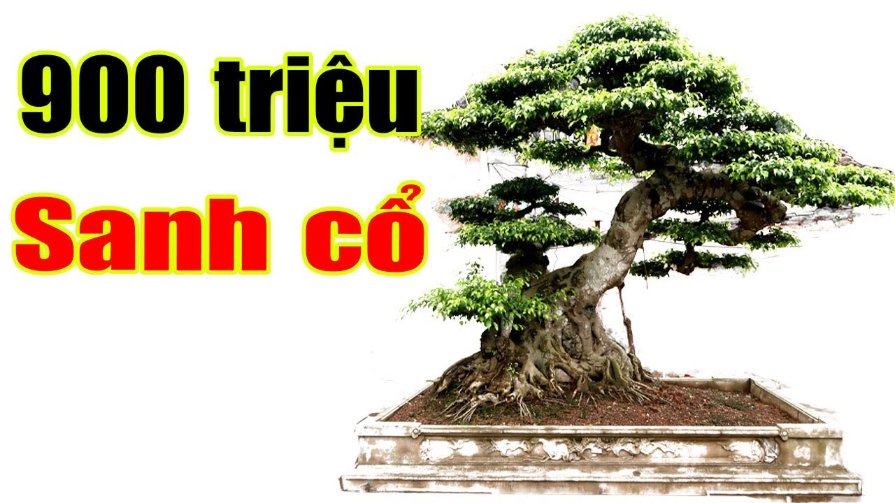 Anh Em phát choáng với cây sanh cổ 900 triệu nhà bác Chỉnh Nam Định