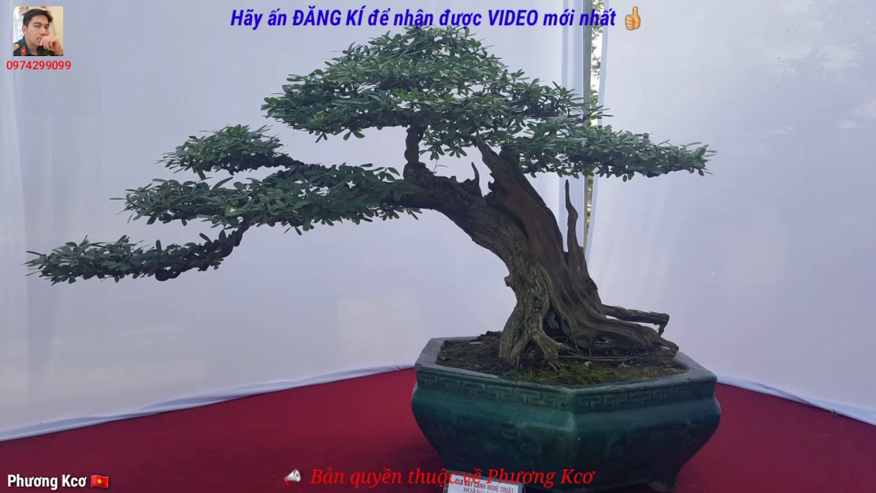 Art bonsai high art value. cây cảnh nghệ thuật giá trị nghệ thuật cao