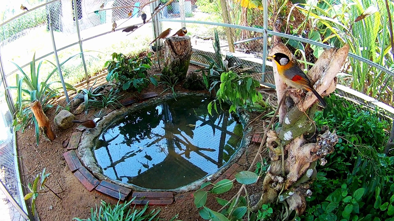 Aviary, Lồng chim ngoài trời, Một buổi chiều buồn trong Avi