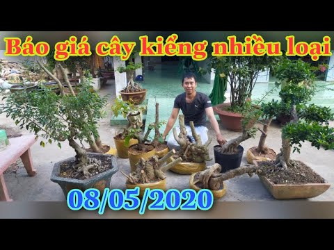 BG : cây  cảnh  nhiều  loại  8/5/2020 Zalo 0787 904 606 A sang,Q. bình thủy,TP cần Thơ