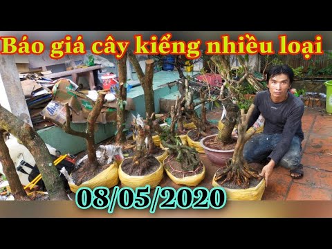 BG: cây  cảnh  nhiều  loại 8/5/2020 Zalo 0939 221 944  A khoa, H. phong điền,TP cần thơ