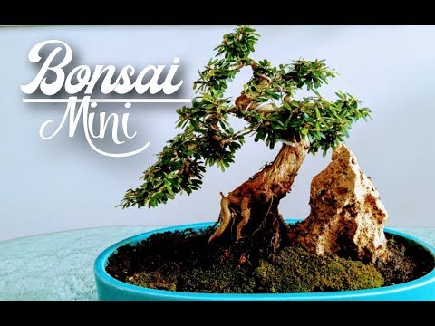 BONSAI MINI | NGHỆ THUẬT CÂY ÔM ĐÁ | GIÁNG THU