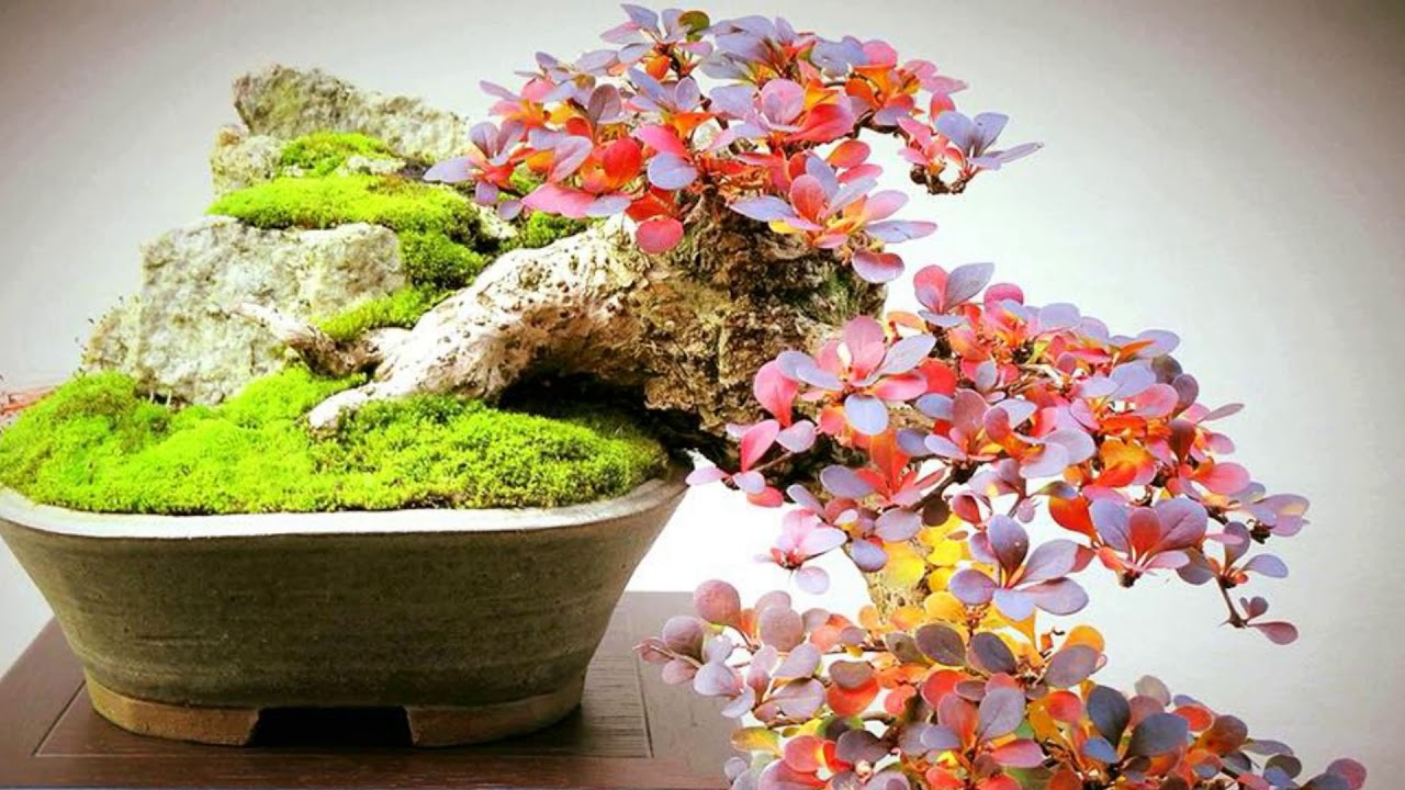 BONSAI NGHỆ THUẬT KHÔNG GIỚI HẠN - UNLIMITED ART BONSAI