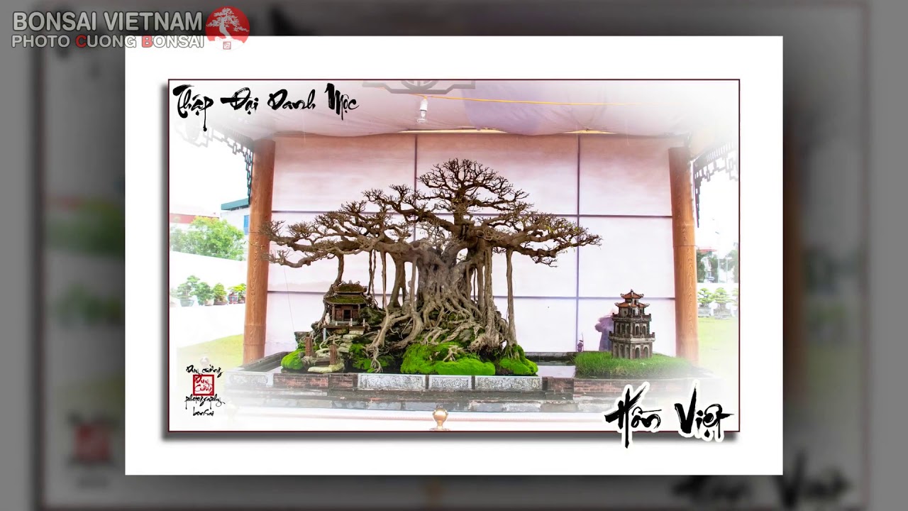 BONSAI VIETNAM   10 HUGE