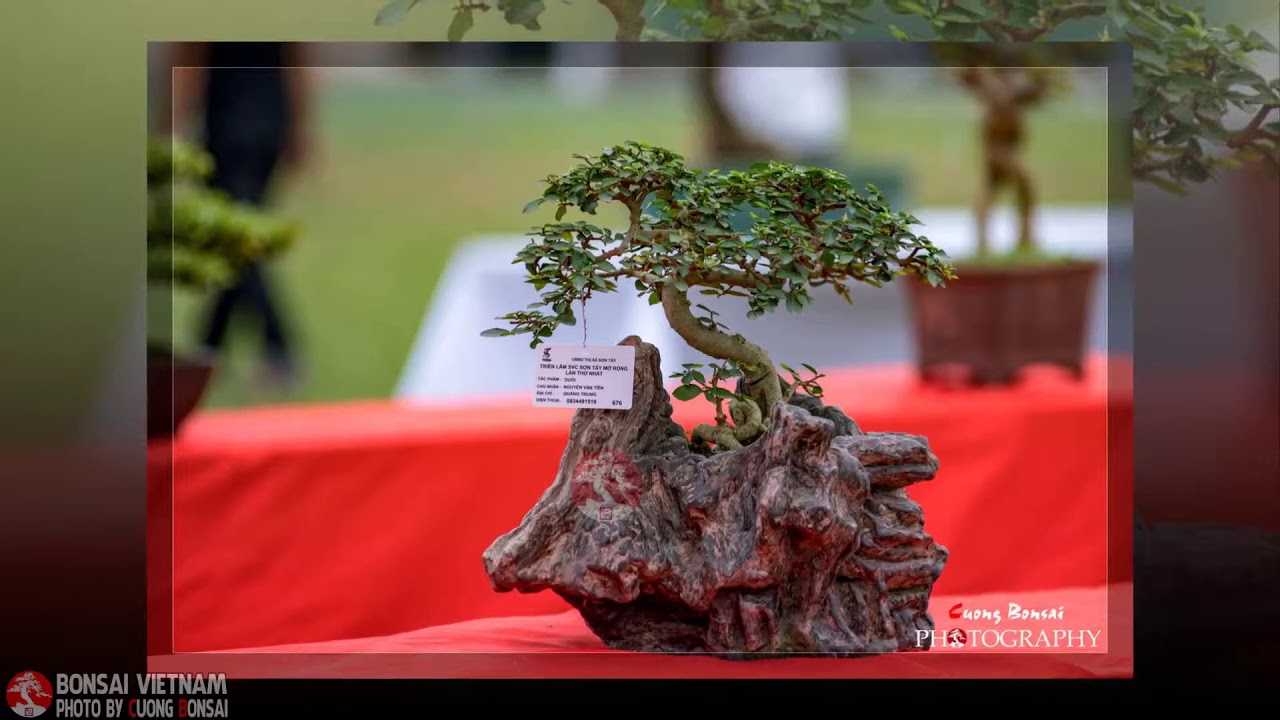 BONSAI VIETNAM   Part 136