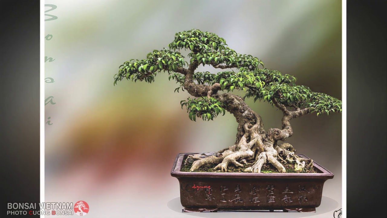 BONSAI VIETNAM   Part 137