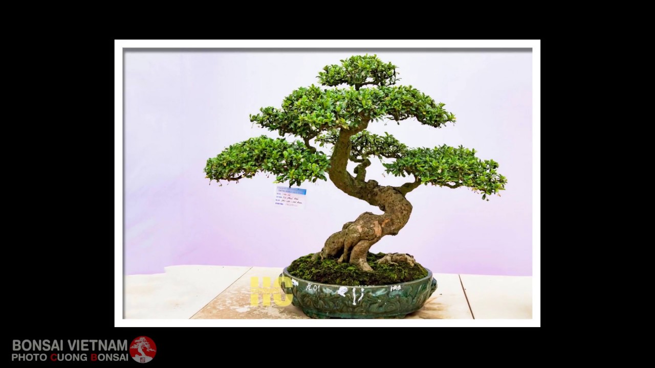 BONSAI VIETNAM   Part 138