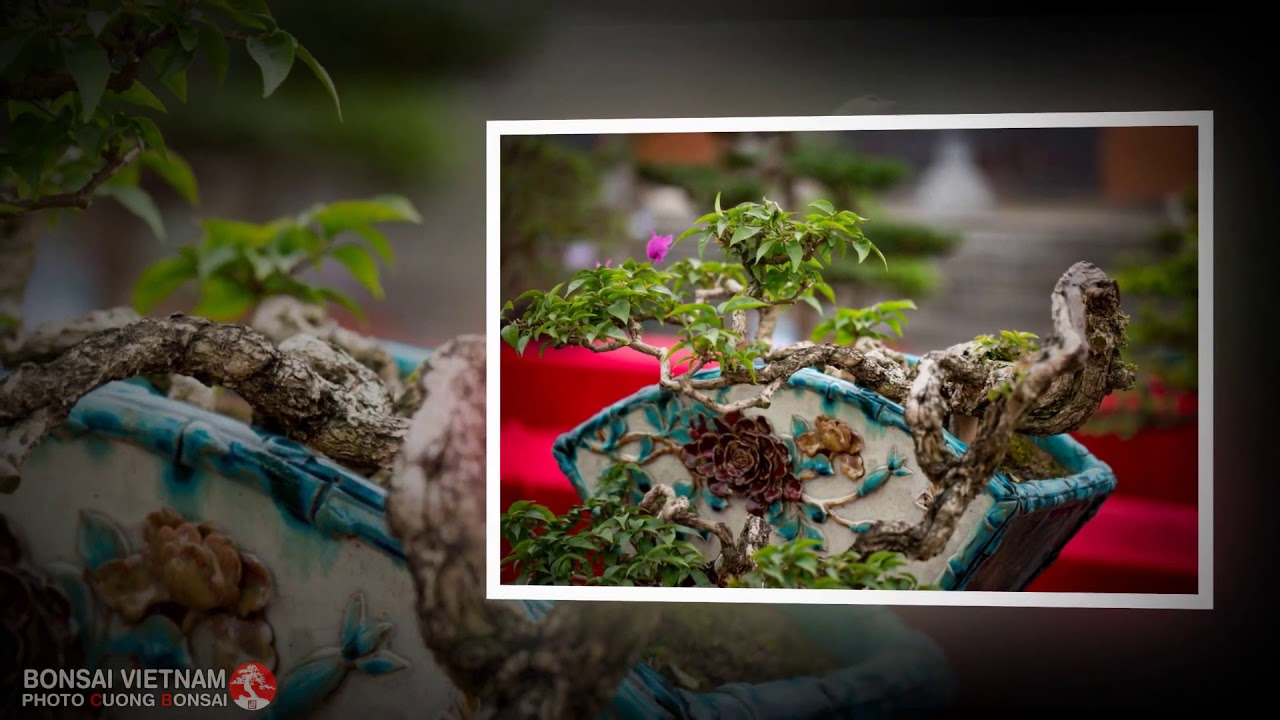 BONSAI VIETNAM   Part 141